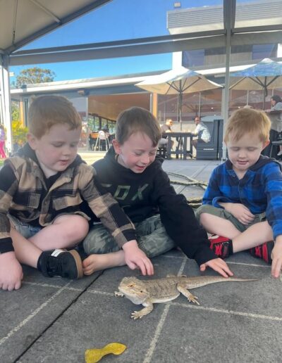 Lizards that can be touched